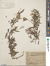 Lathyrus pratensis image