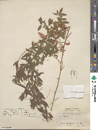Lathyrus pratensis image