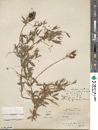 Lathyrus pratensis image