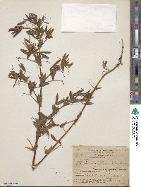 Lathyrus pratensis image
