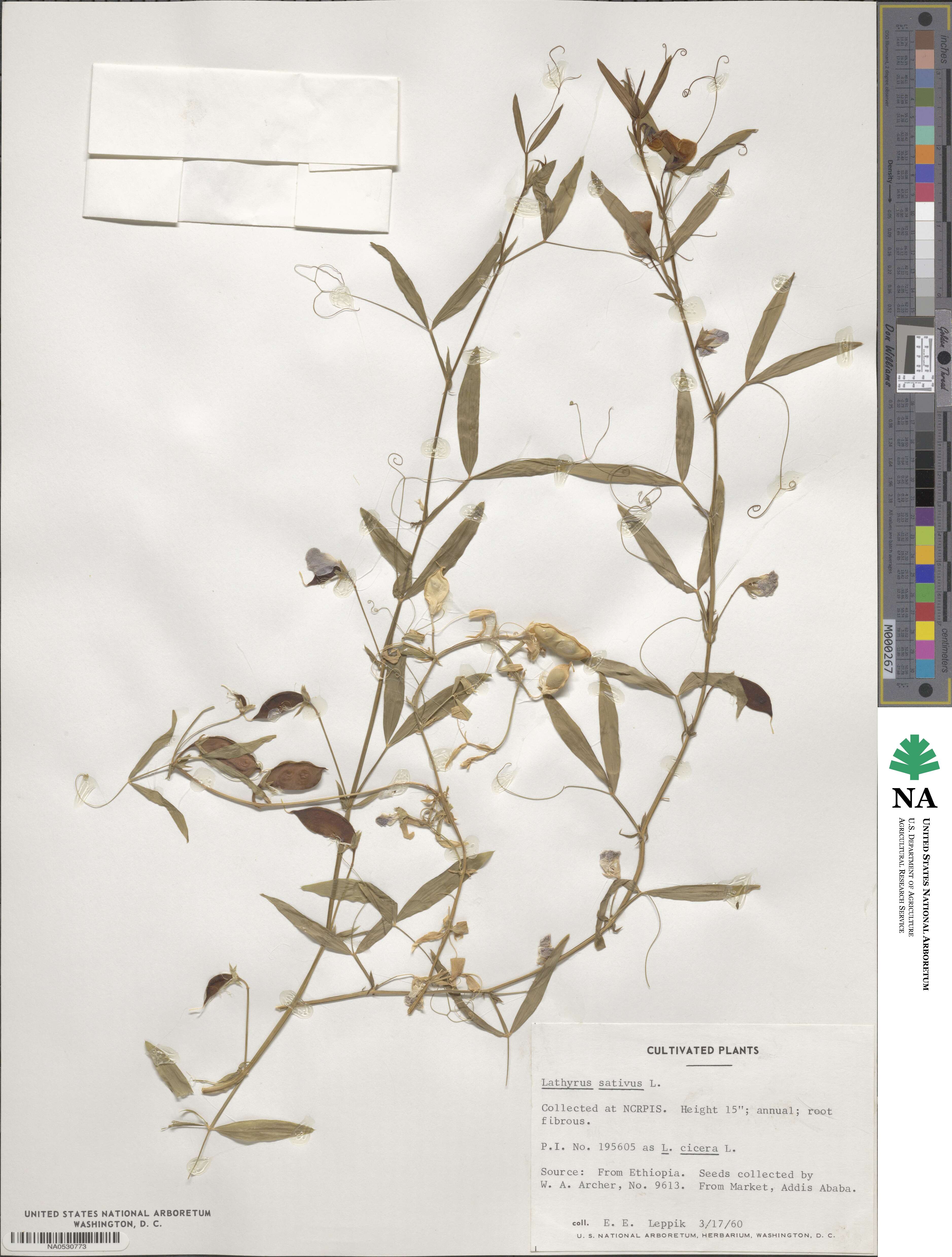 Lathyrus image
