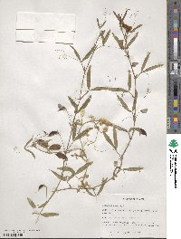 Lathyrus sativus image