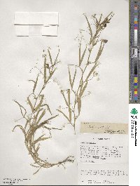 Lathyrus sativus image