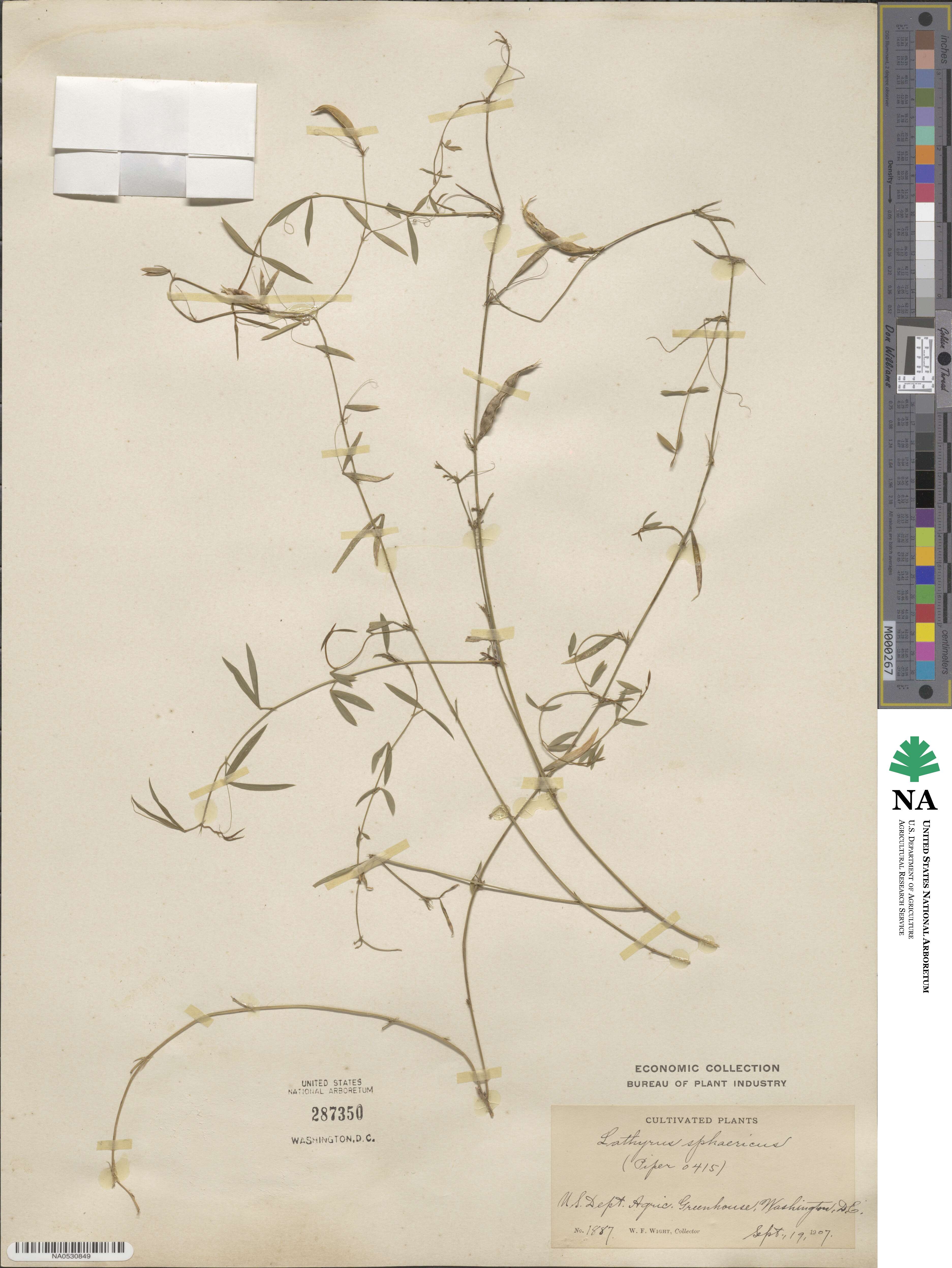 Lathyrus sphaericus image