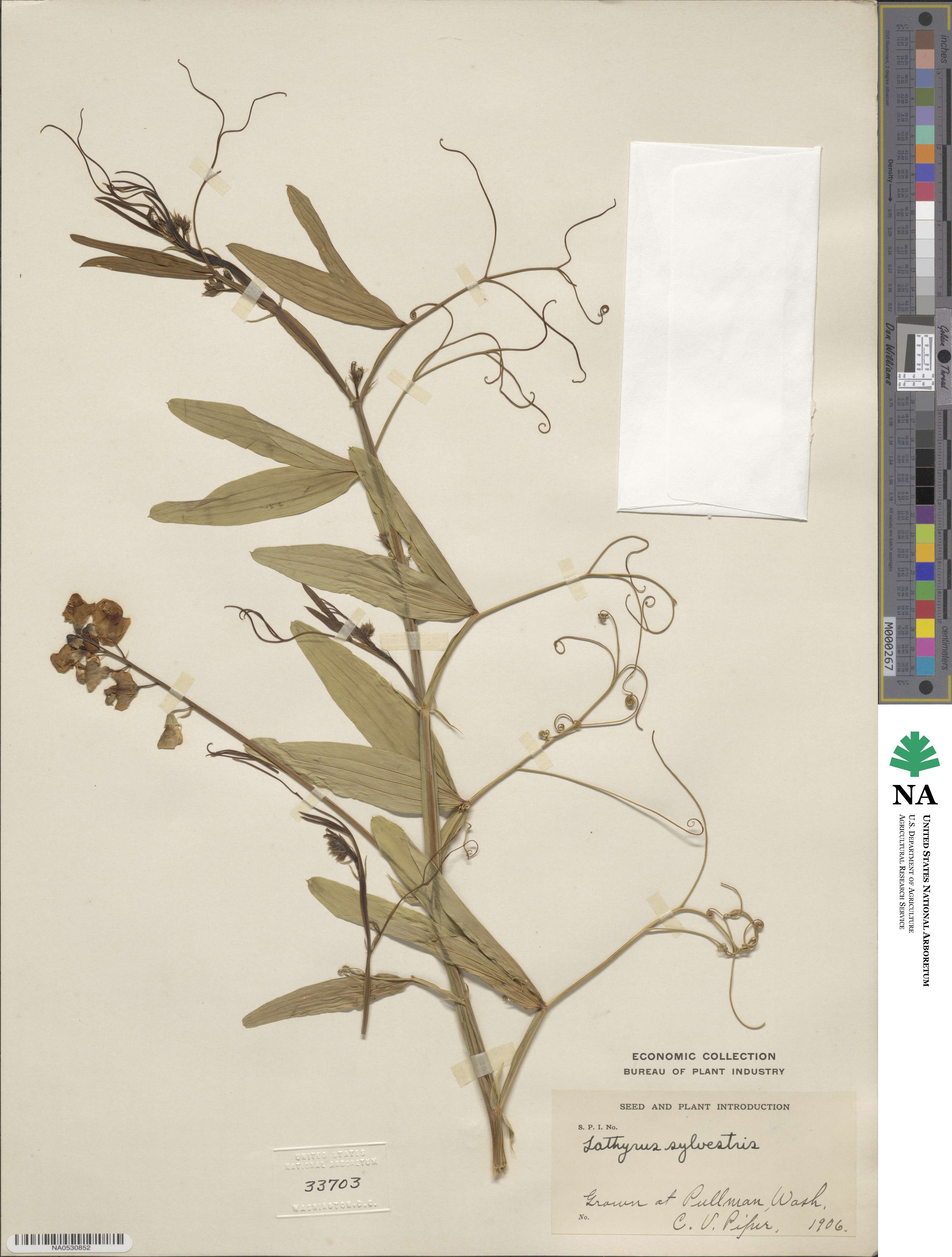 Lathyrus sylvestris image