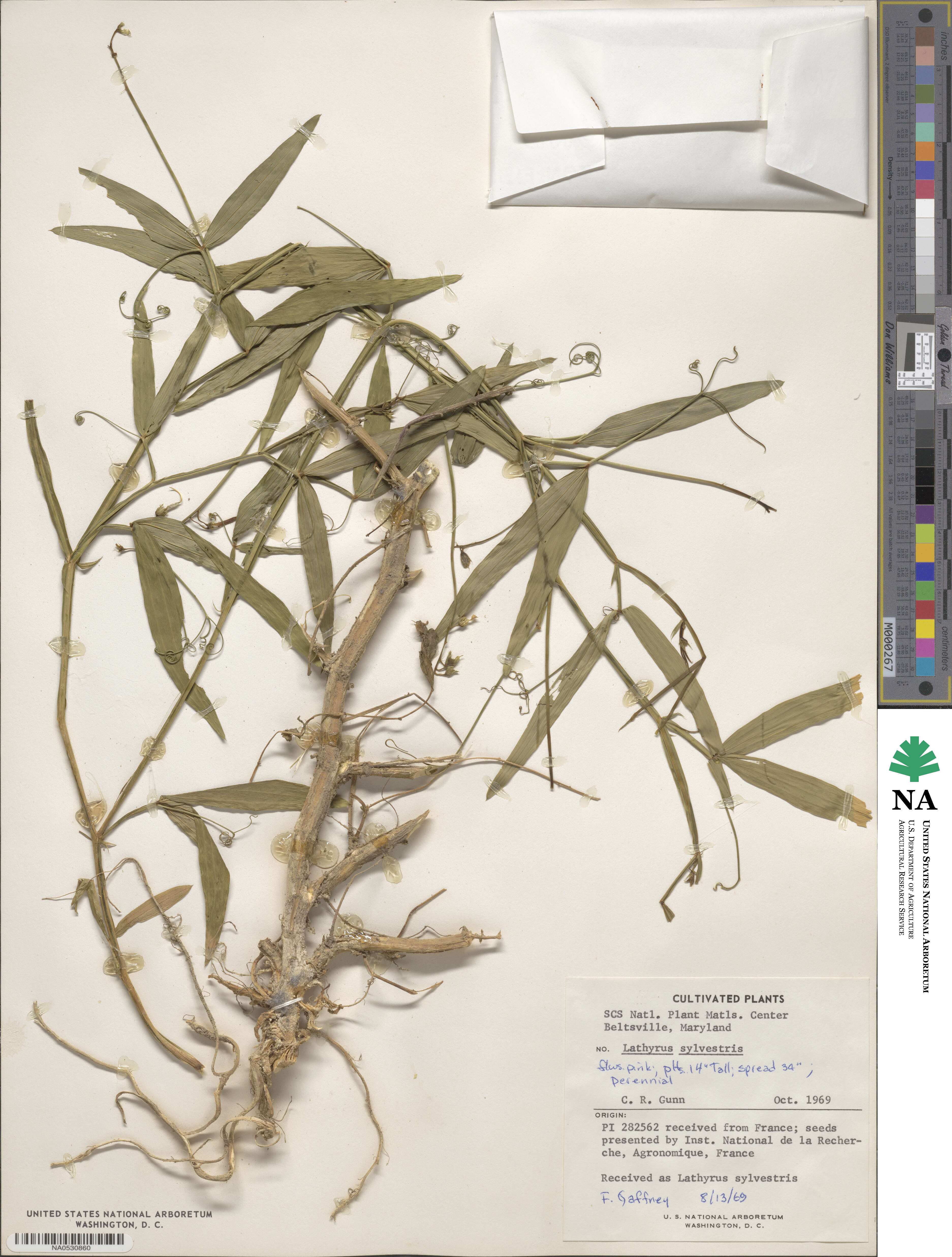 Lathyrus sylvestris image