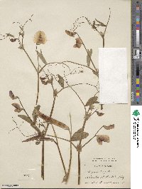 Lathyrus tingitanus image