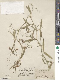 Lathyrus tingitanus image
