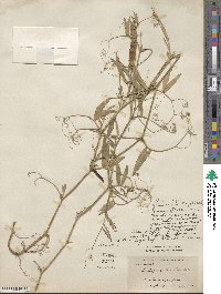 Lathyrus tingitanus image