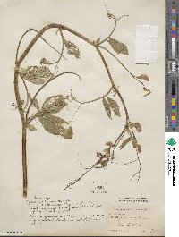 Lathyrus tingitanus image