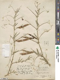 Lathyrus tingitanus image