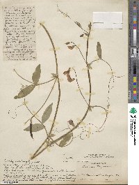 Lathyrus tingitanus image
