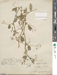Lathyrus tingitanus image