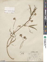 Lathyrus tingitanus image