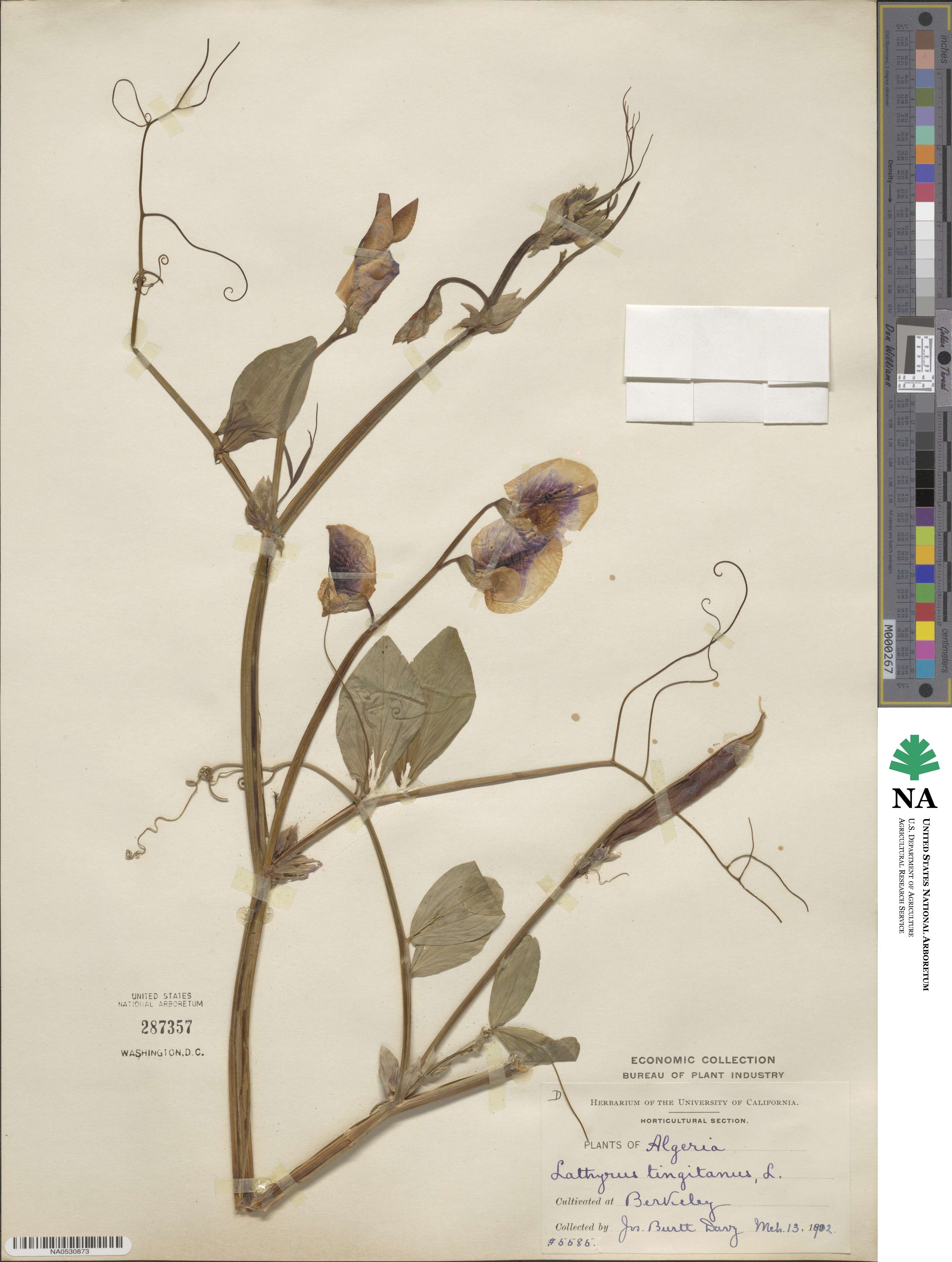 Lathyrus tingitanus image
