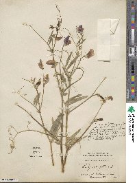Lathyrus tingitanus image