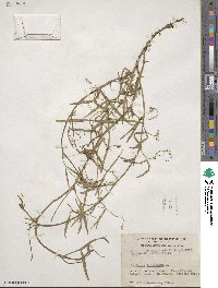 Lathyrus tingitanus image
