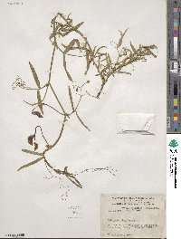 Lathyrus tingitanus image