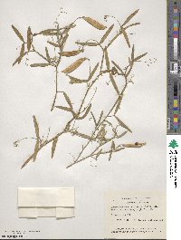 Lathyrus tingitanus image