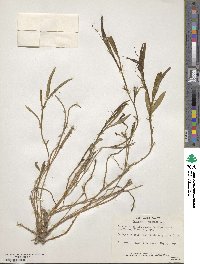 Lathyrus tingitanus image