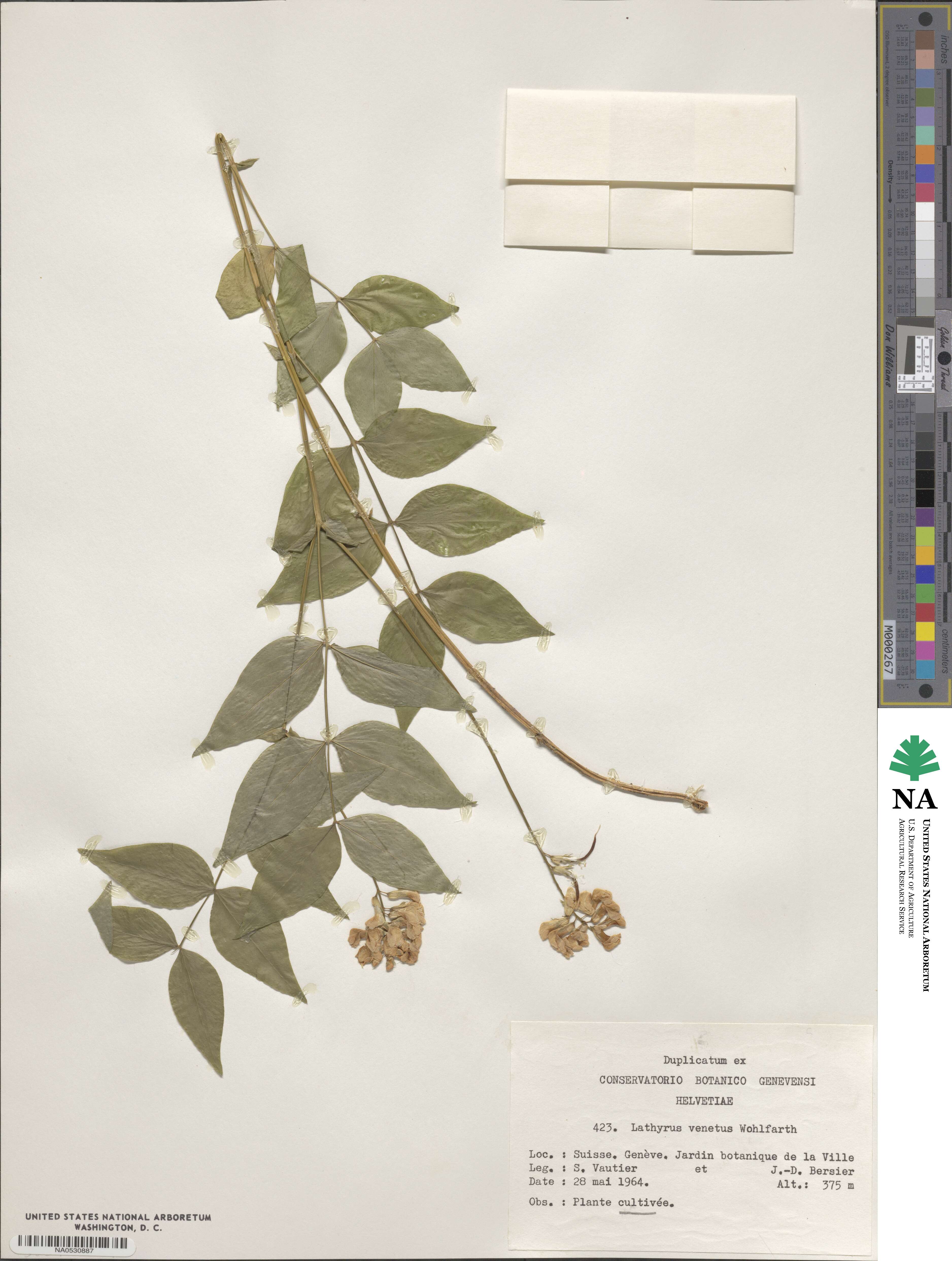 Lathyrus venetus image
