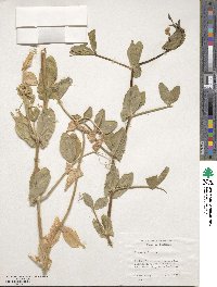 Lathyrus oleraceus image