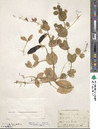 Lathyrus oleraceus image