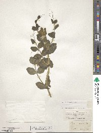 Lathyrus oleraceus image