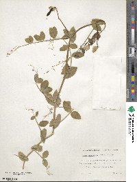 Lathyrus oleraceus image