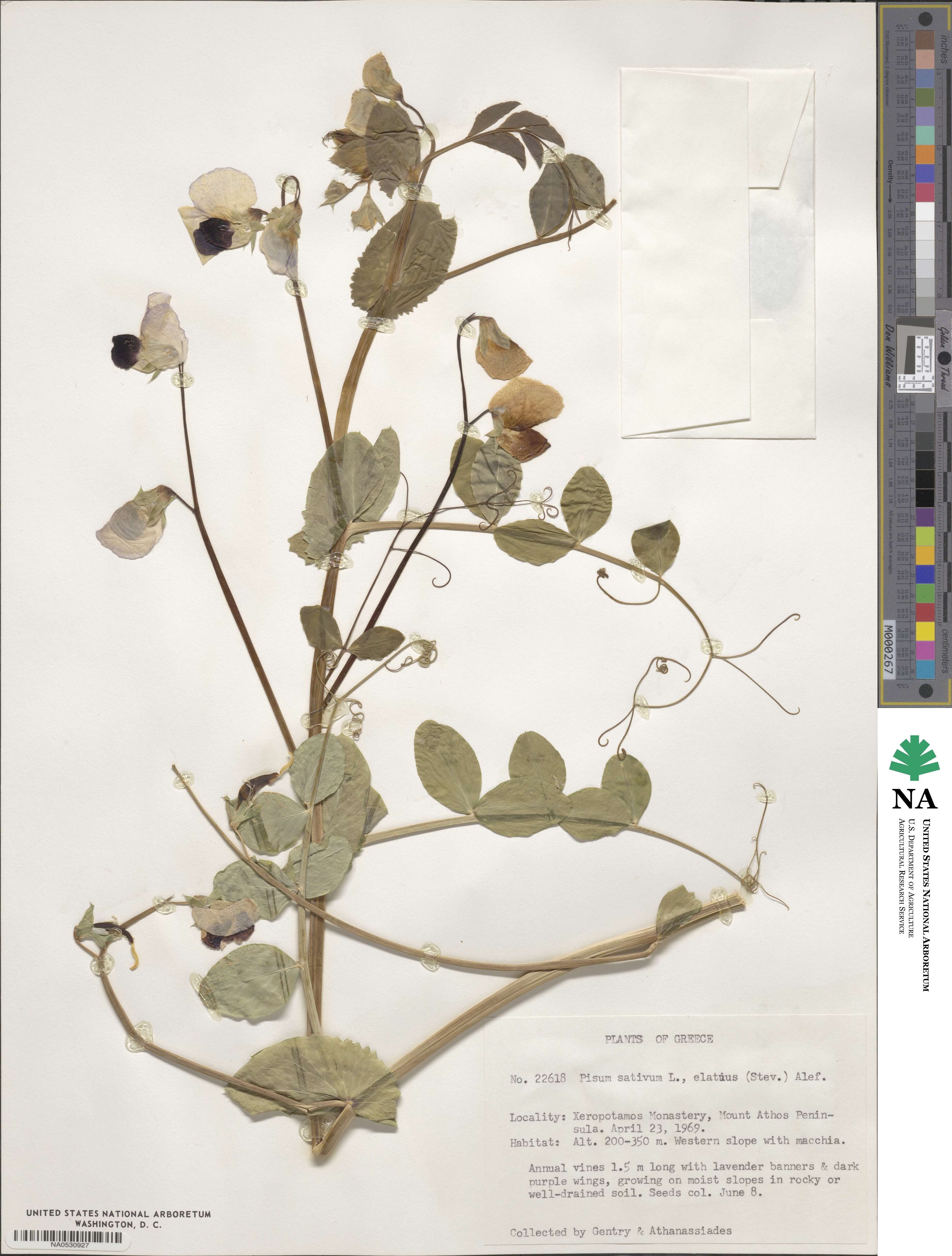 Lathyrus oleraceus image