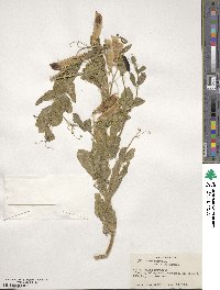 Lathyrus oleraceus image