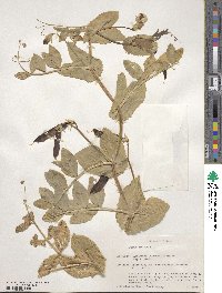 Lathyrus oleraceus image