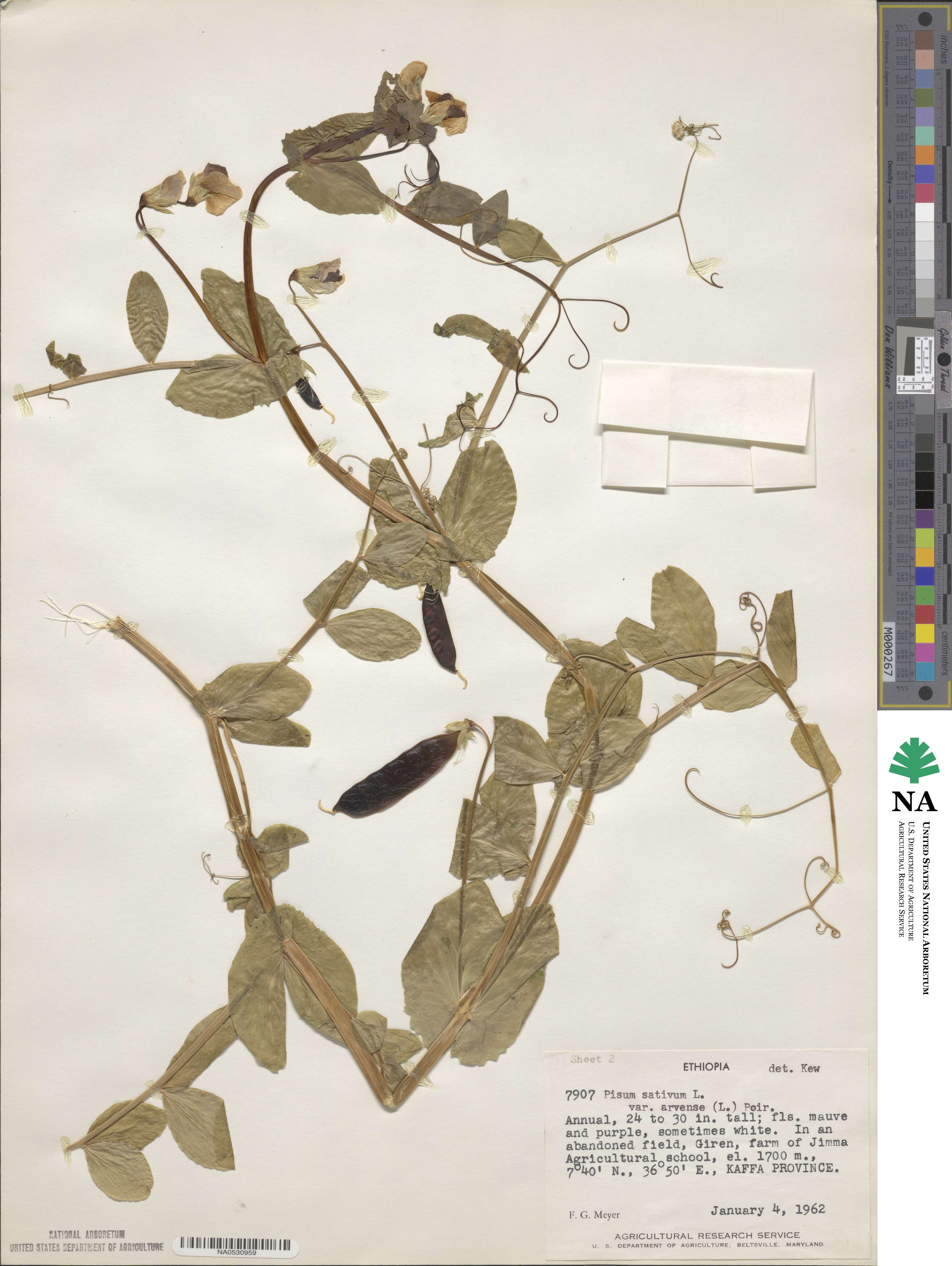 Lathyrus oleraceus image