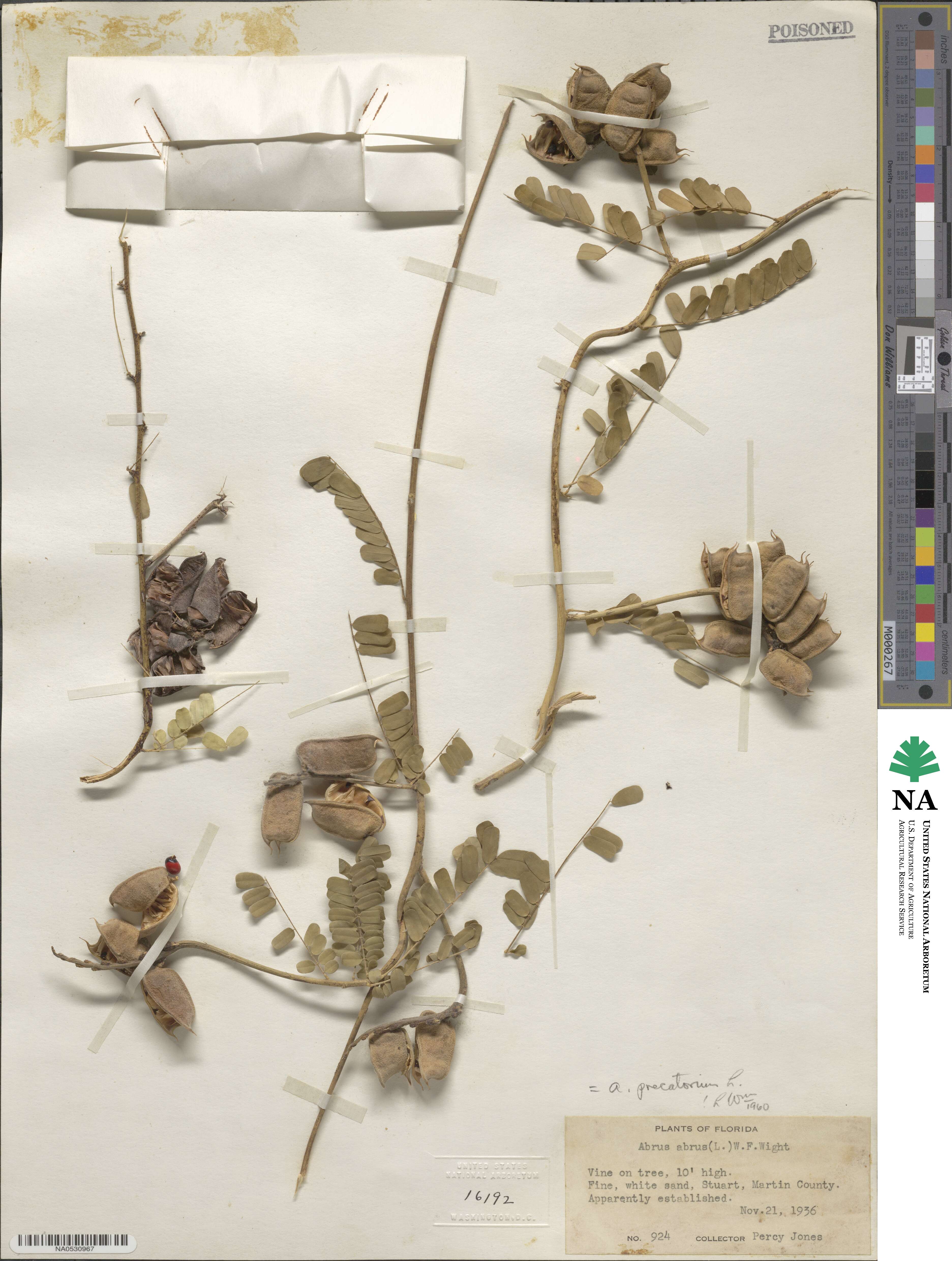 Abrus precatorius image