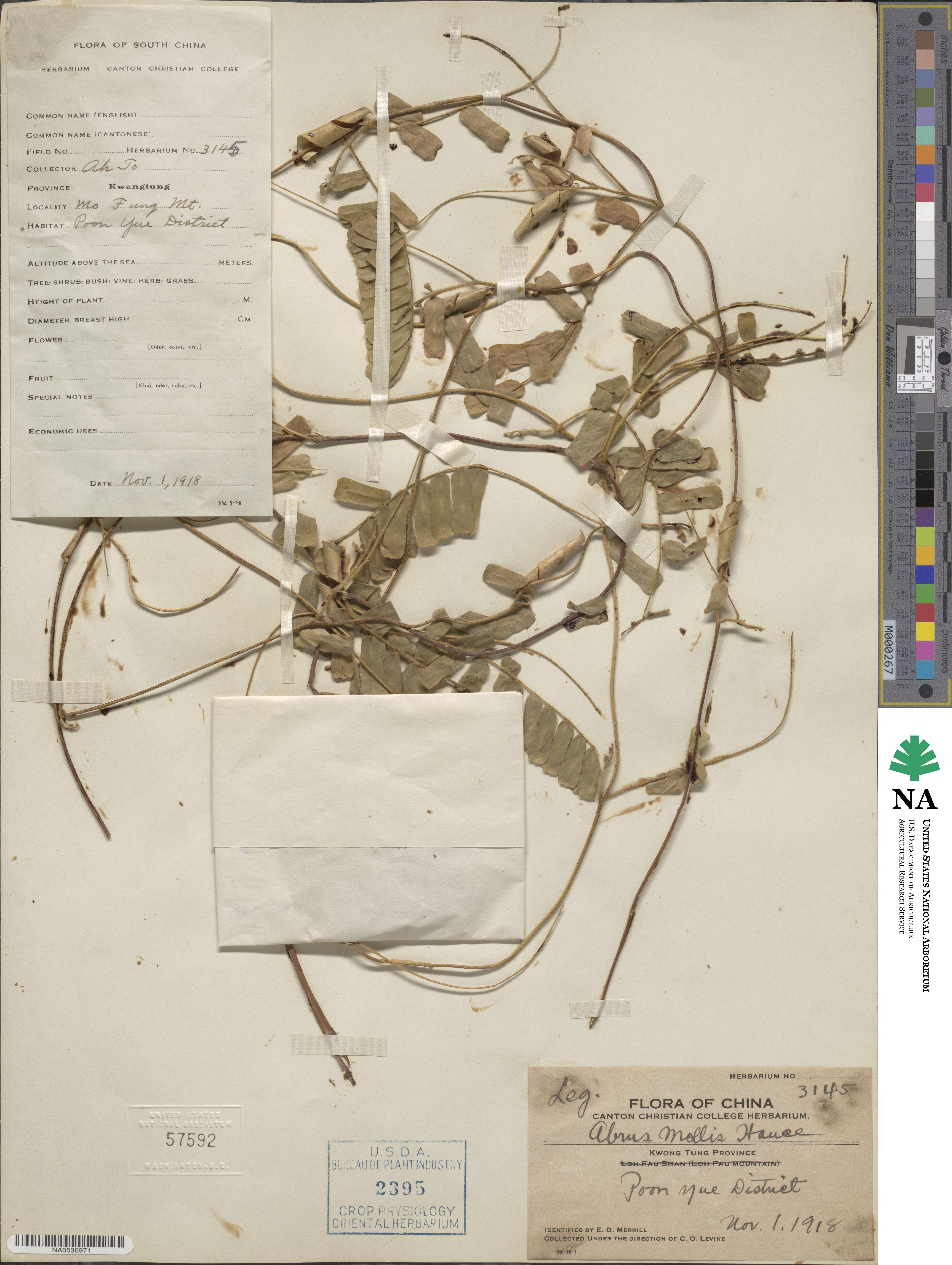 Abrus melanospermus subsp. melanospermus image