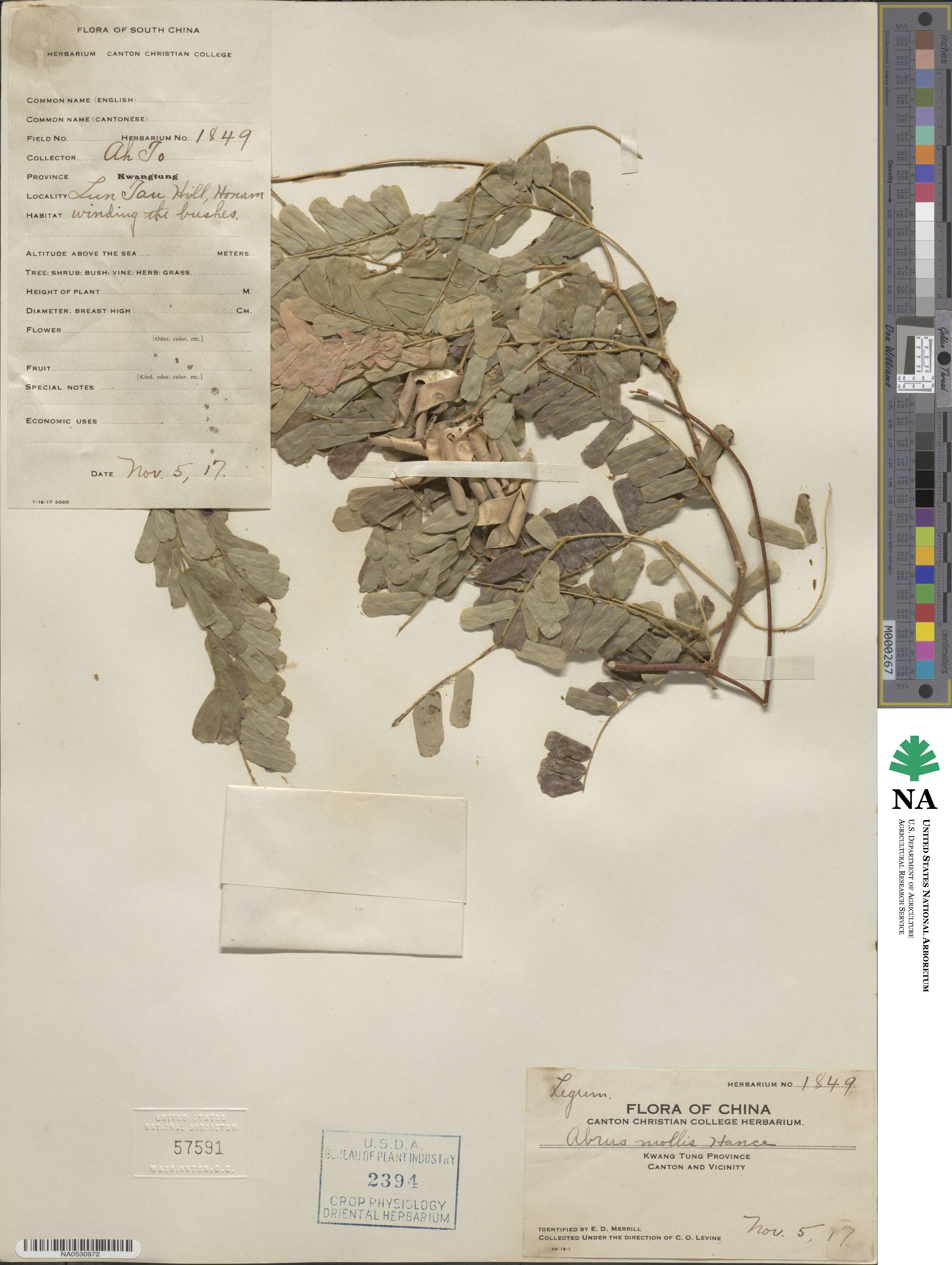 Abrus melanospermus subsp. melanospermus image