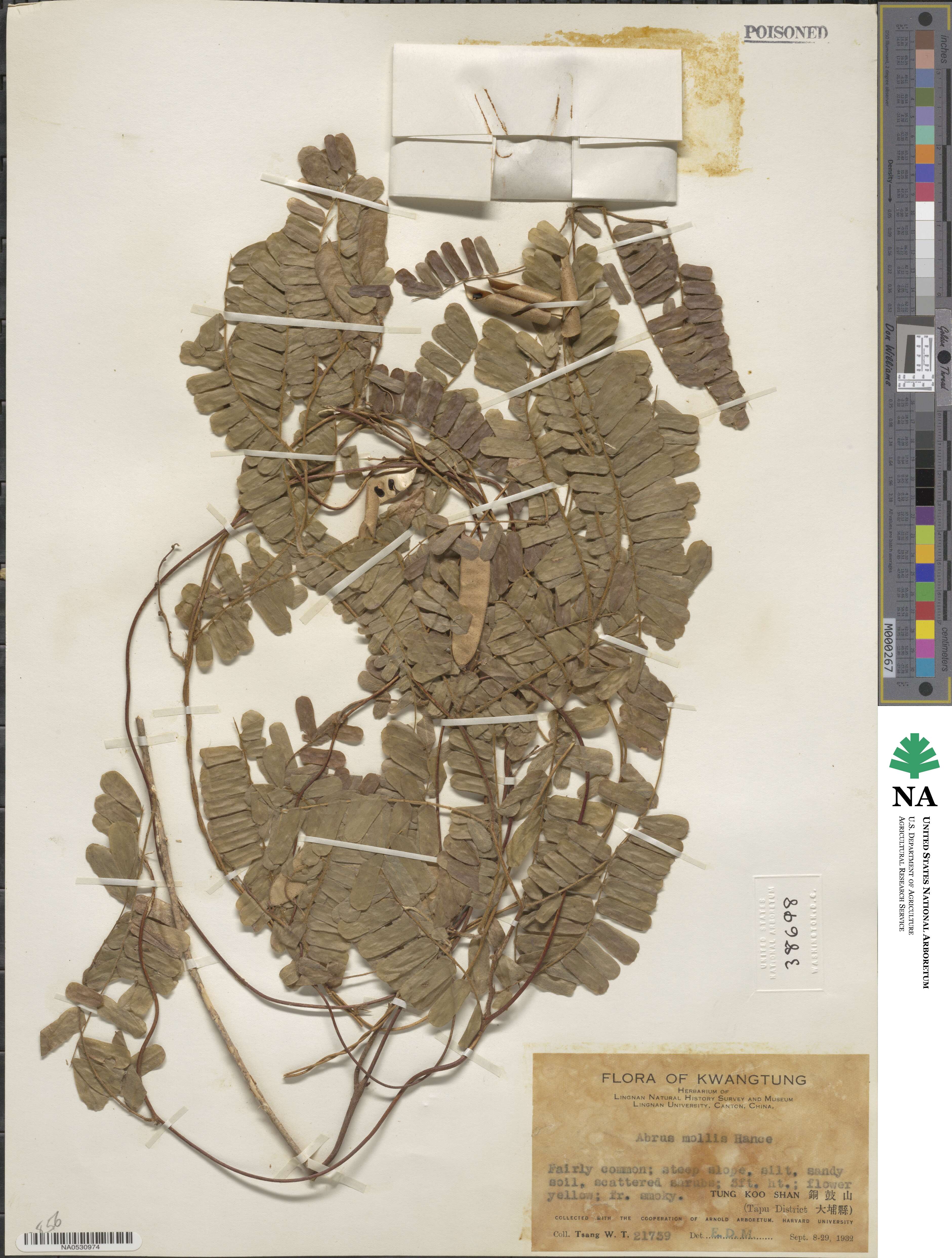 Abrus melanospermus image