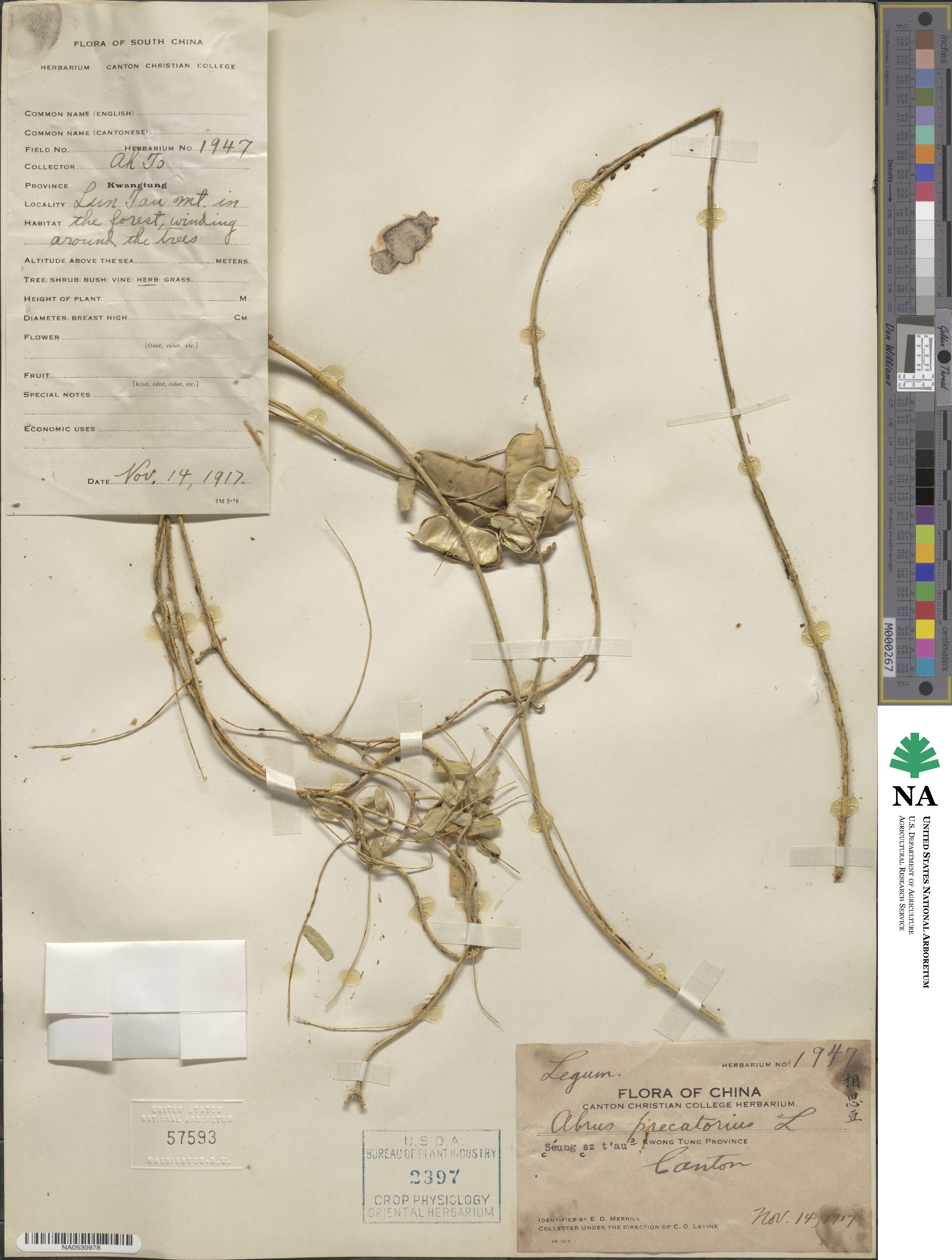 Abrus precatorius image