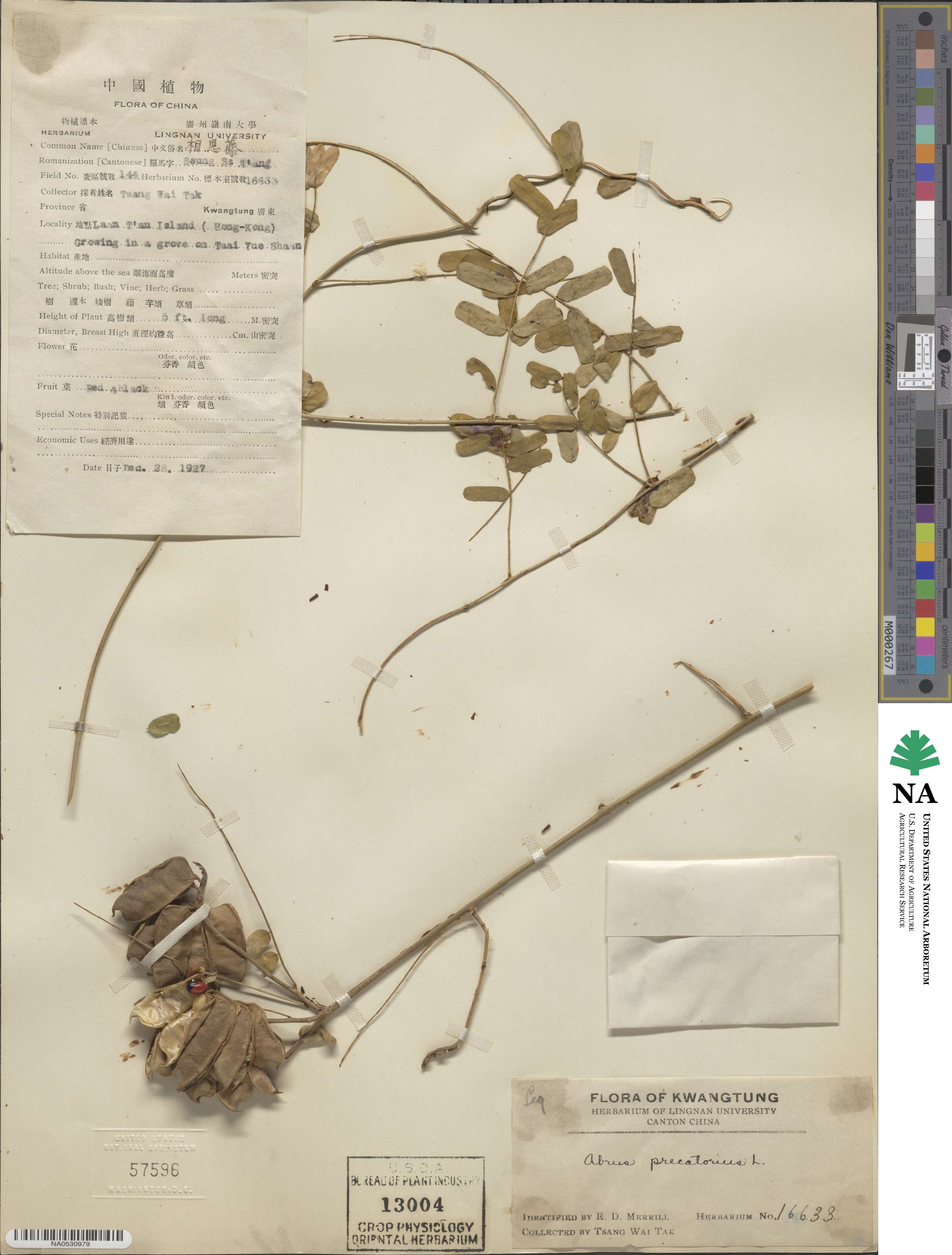 Abrus precatorius image