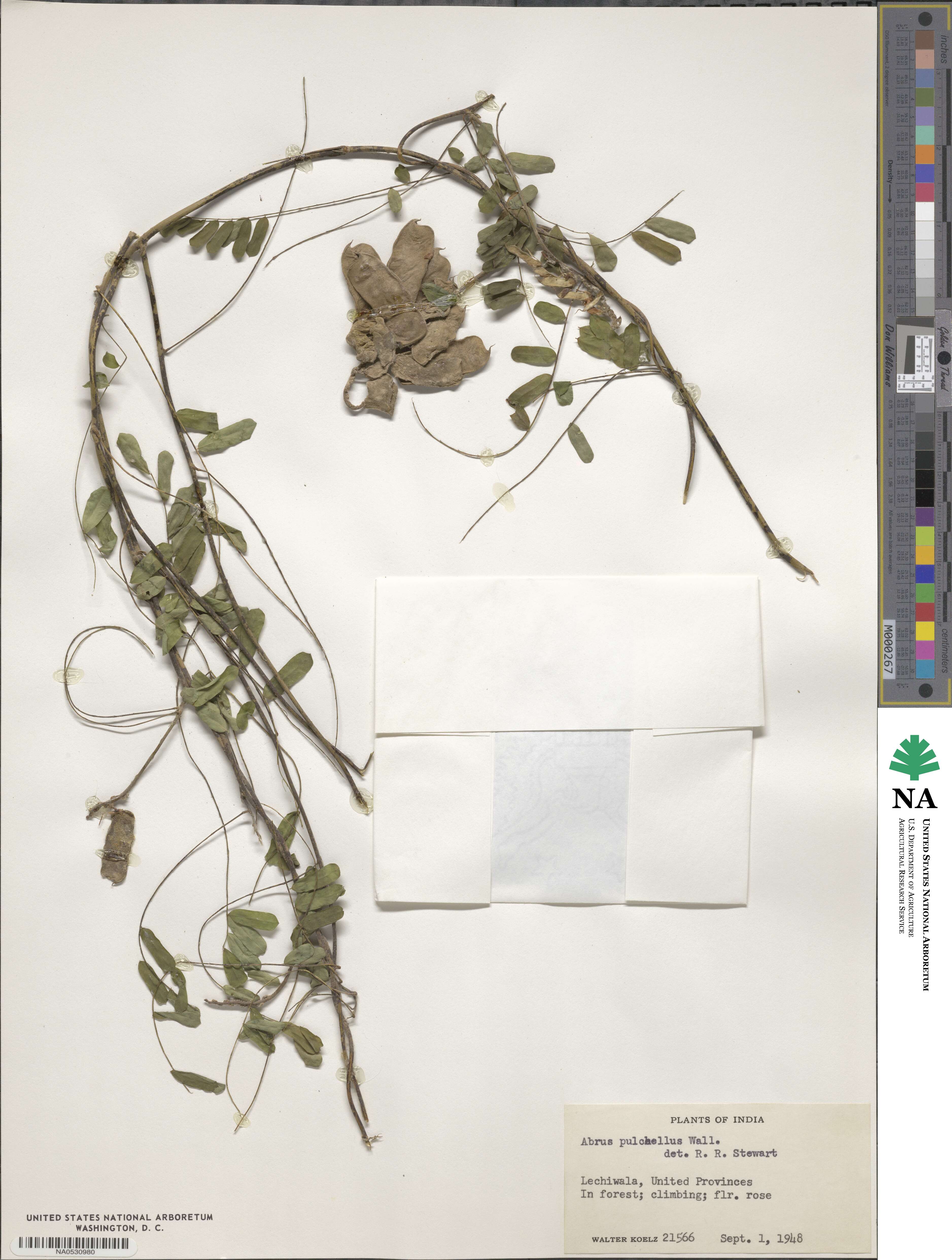 Abrus melanospermus subsp. melanospermus image