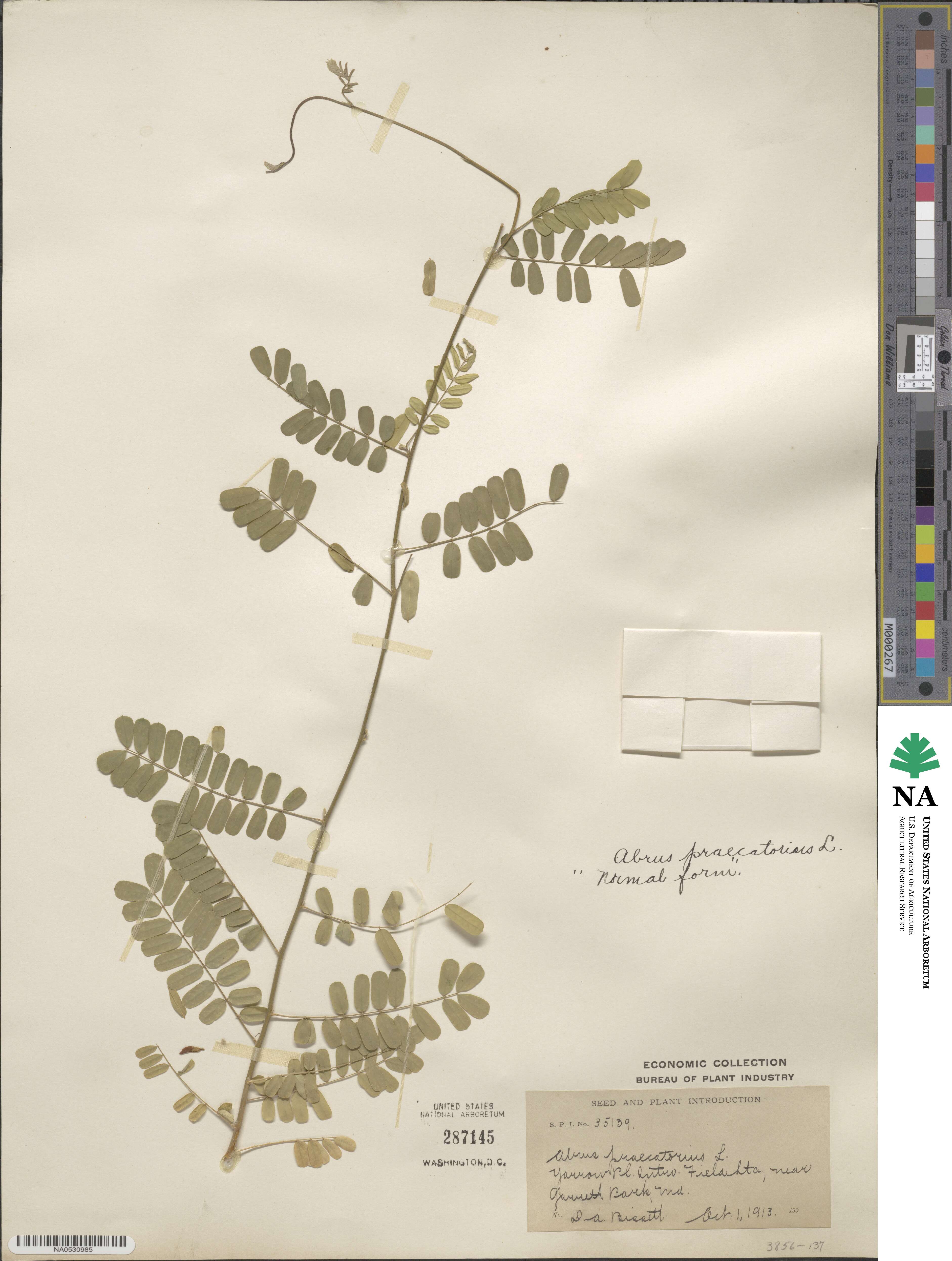 Abrus precatorius image