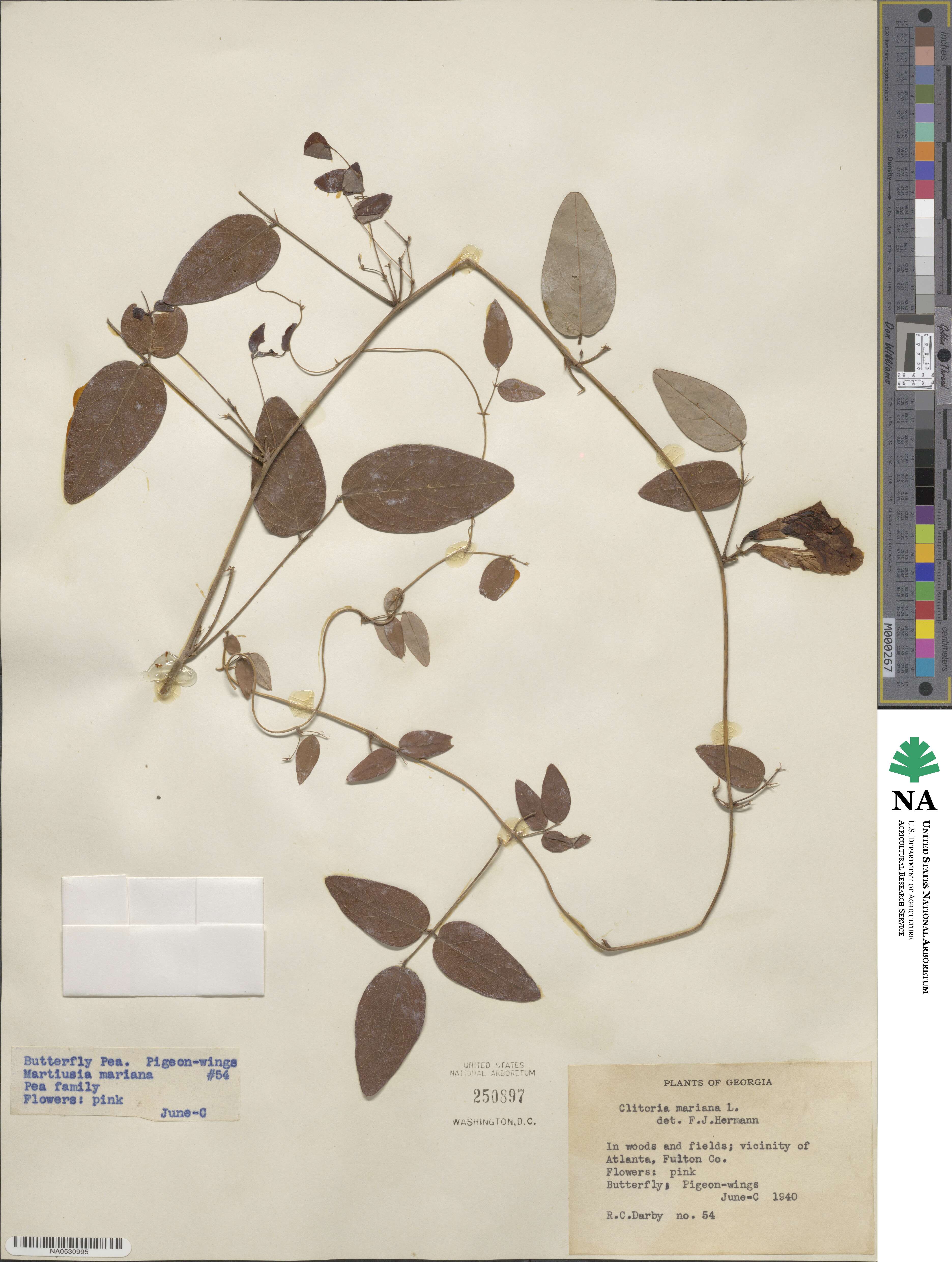 Clitoria mariana image