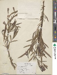Salix interior image