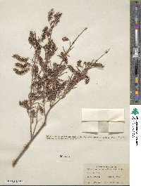 Salix interior image