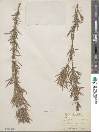 Salix interior image