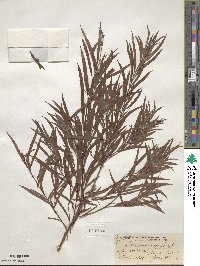 Salix interior image