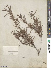 Salix interior image