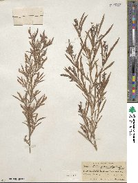 Salix interior image