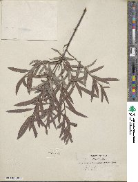 Salix interior image
