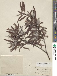 Salix interior image